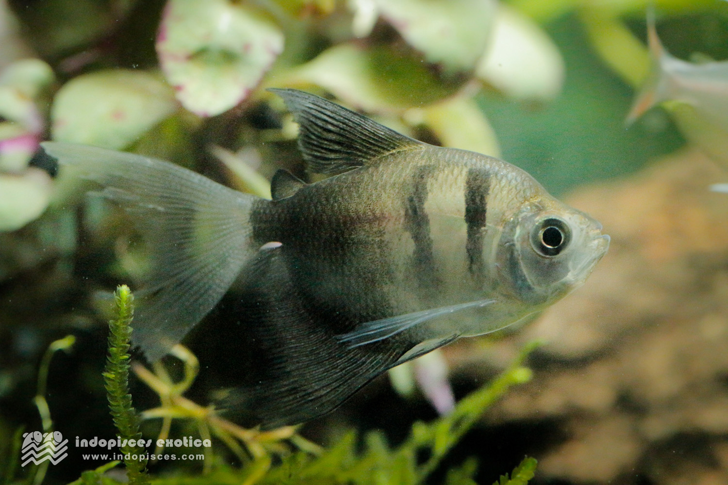 Gymnocorymbus Ternetzi